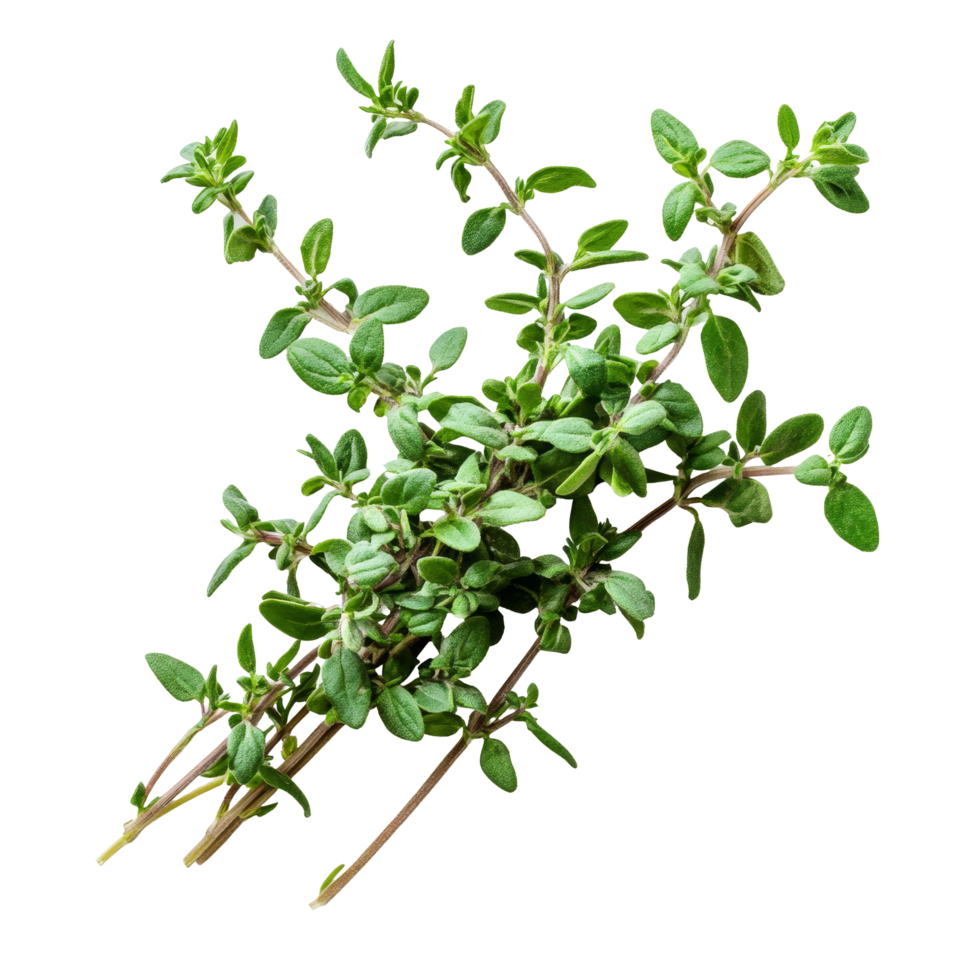 Fresh thyme sprigs isolated on a transparent background for culinary use and herb gardening inspiration, Fresh thyme isolated on transparent background png