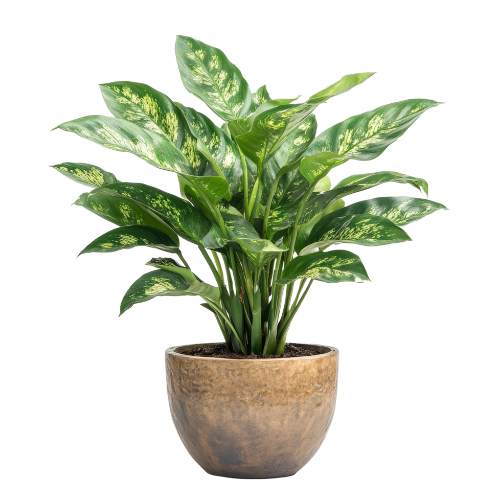Aglonema plant thriving in a ceramic pot with a transparent transparent finish on a bright display table, aglonema plant displayed in ceramic pot tranparent isolated on solid transparent background png