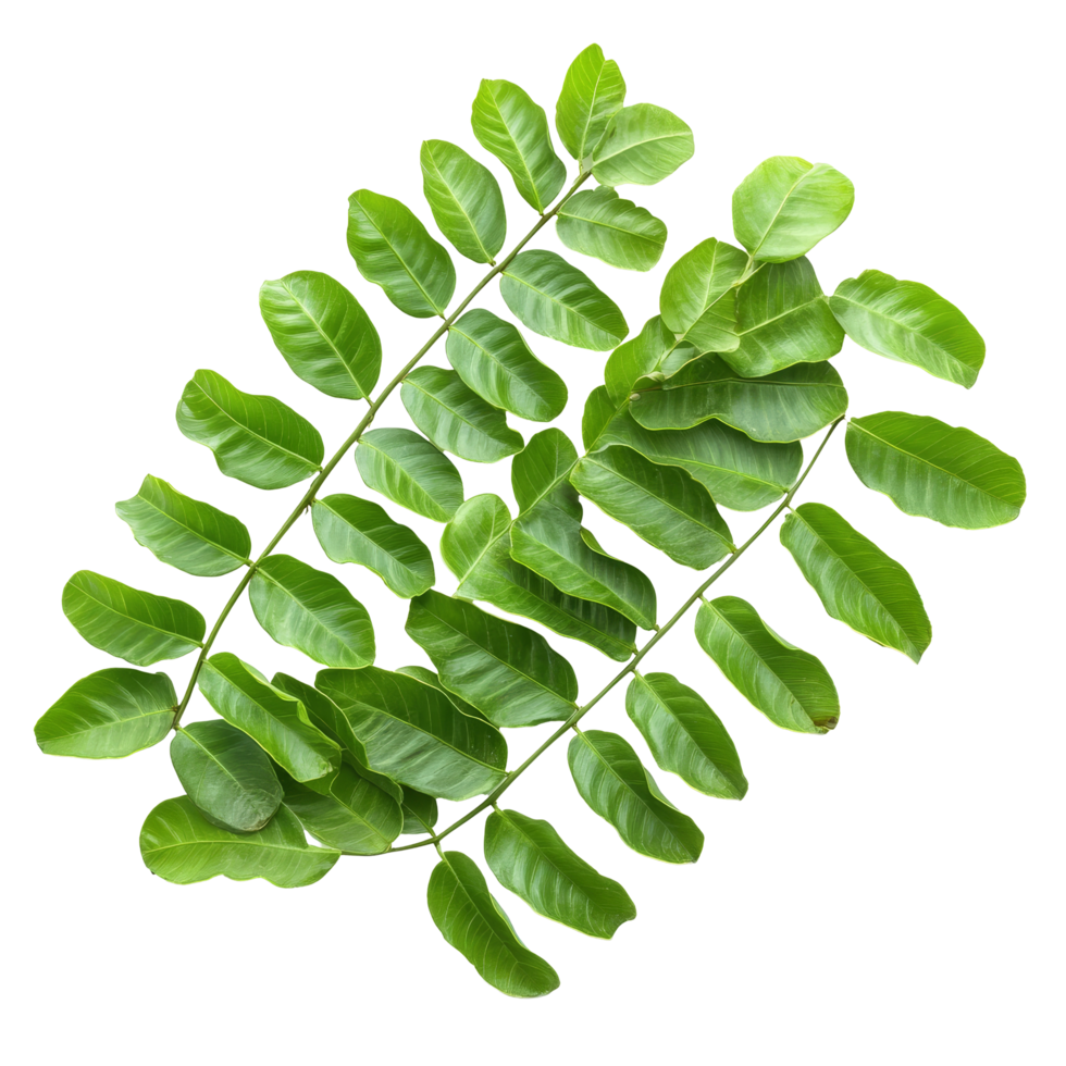 Fresh tamarind leaves isolated on a clean transparent background showcasing their vibrant green color and unique shape, tamarind leaves isolated on transparent background png