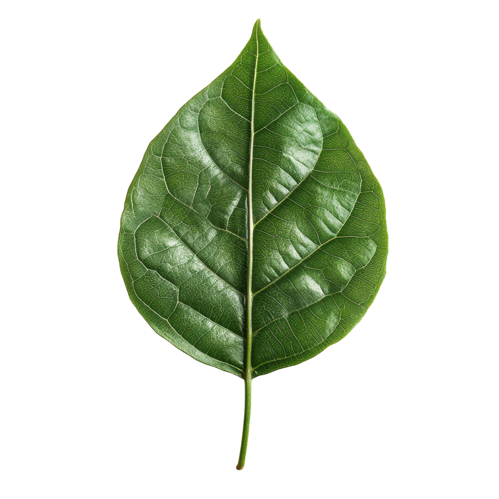 Isolated green leaf features intricate vein patterns against a transparent background for natural beauty display, stalk green leaf isolated on transparent backgroundfile png
