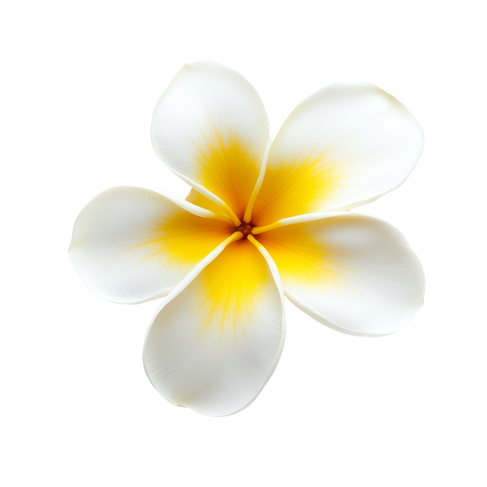 Malai flower displayed in traditional Thai style on a pristine transparent background, symbolizing purity and beauty, Malai The flower in Thai Tradition Style on transparent background png