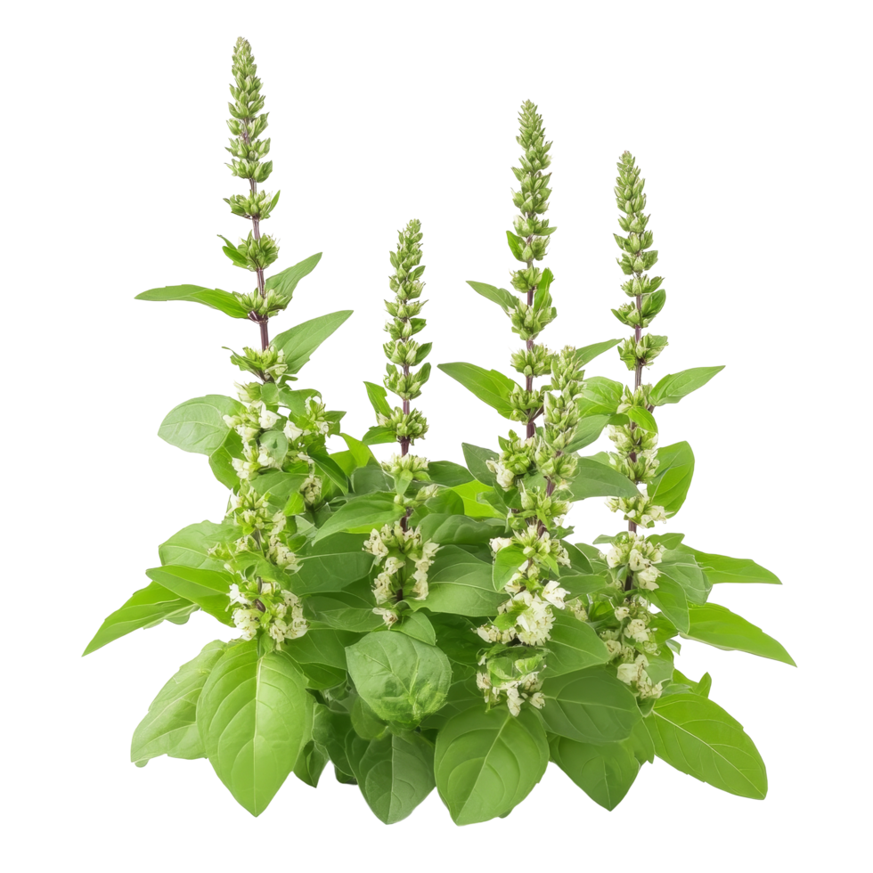 Holy Basil Ocimum sanctum with lush green leaves and flowering spikes against a bright transparent background, Holy Basil Ocimum sanctum isolate on transparent background png