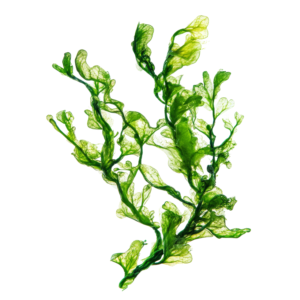 Delicate green algae isolated on a transparent background showcasing intricate textures and shapes, Algae isolated on transparent background. Algae transparent background png