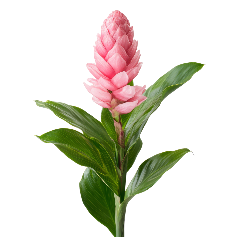 Torch ginger flower with vibrant pink petals and lush green leaves against a transparent background in natural light, Torch ginger or Aspidistra sutepensis on transparent background png