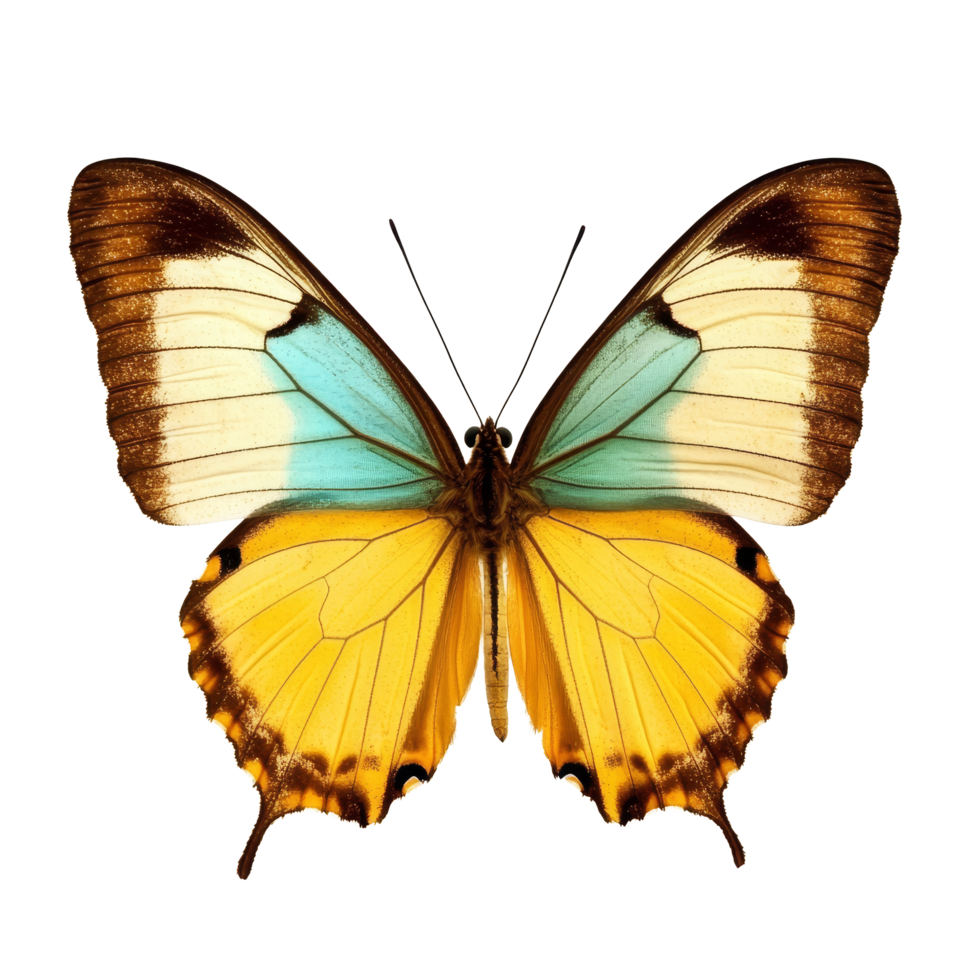 Beautiful butterfly with yellow and cyan wings isolated on a transparent background showcasing vibrant colors, butterfly yellow cyan isolated on transparent background png