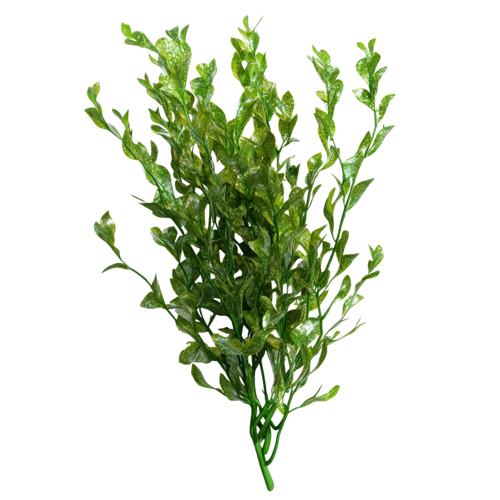Isolated Potamogeton green algae bush showcasing vibrant green leaves in a natural aquatic habitat, Potamogeton green algae bush, file of isolated object with shadow on transparent background png