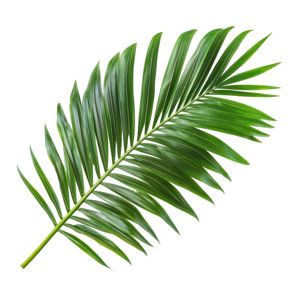 Bright green palm tree leaf isolated on a pure transparent background for a tropical and natural feel, green leaf of palm tree isolated on transparent background png