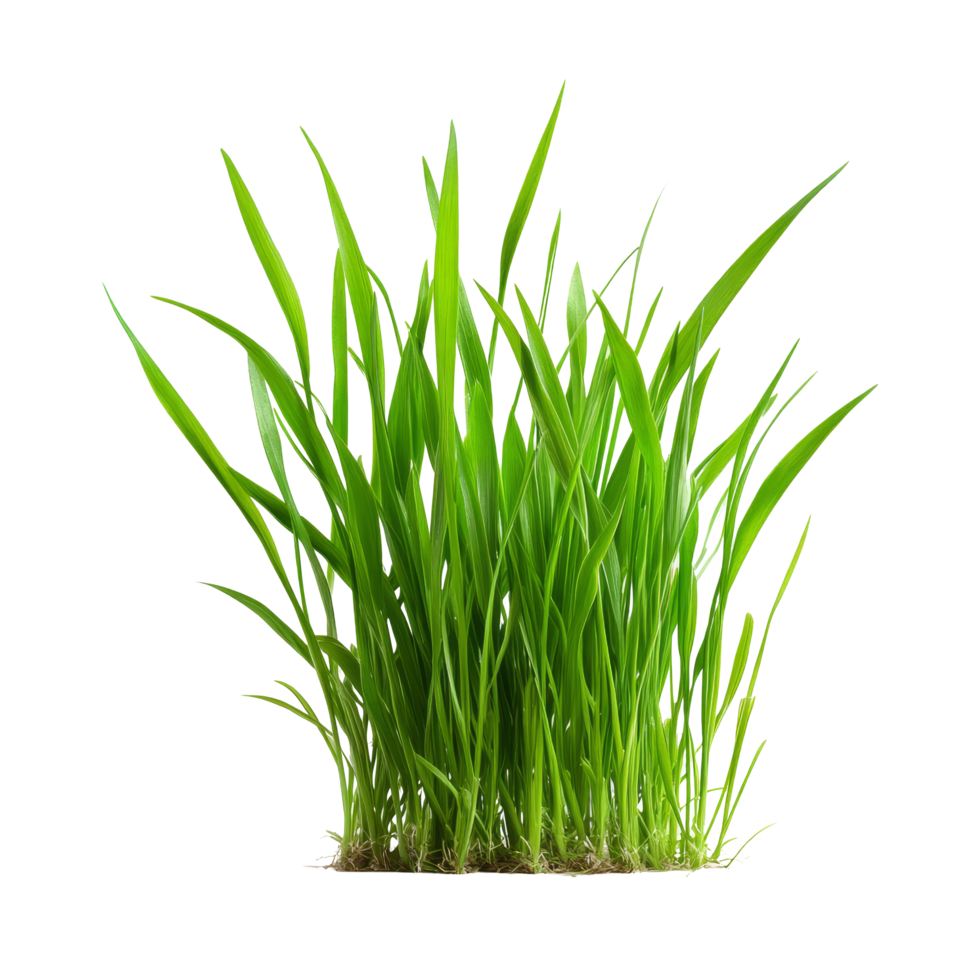 Fresh green grass growing abundantly on a pure transparent background under natural light, green grass isolated on transparent background png