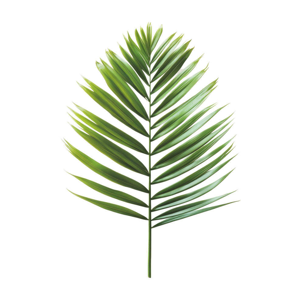 Vibrant green palm tree leaf isolated against a pure transparent background showcasing natures elegant simplicity, green leaf of palm treetransparent backgroundfile png