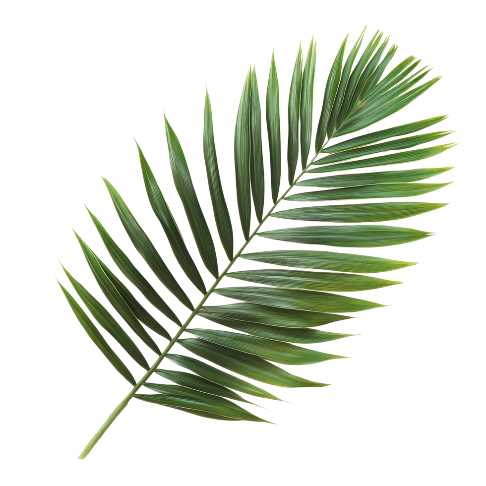 Vibrant tropical palm leaf isolated on a clean transparent background for nature inspired decor and design, tropical palm leaf isolated png