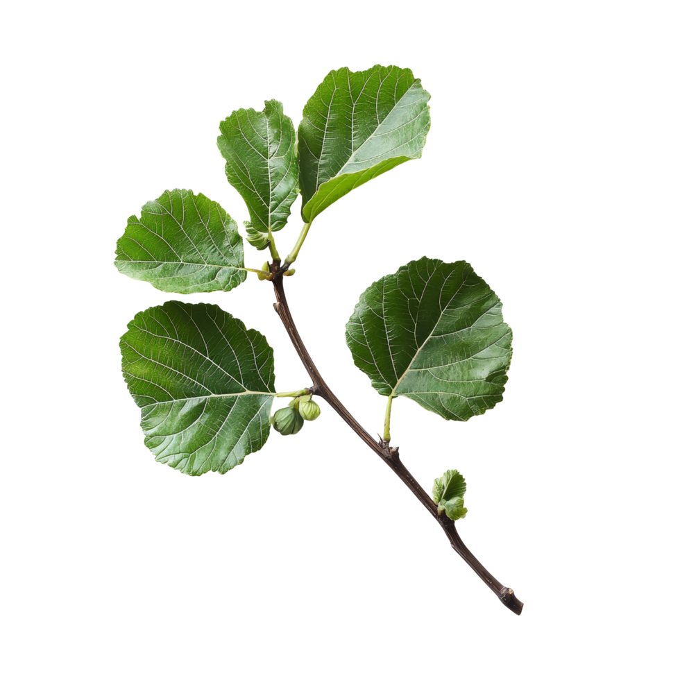 Fresh organic fig vine leaf branch isolated on a transparent background showcasing natural greenery and detail, Fresh organic fig vine leaf branch on transparent background. Fig leaves transparent background png