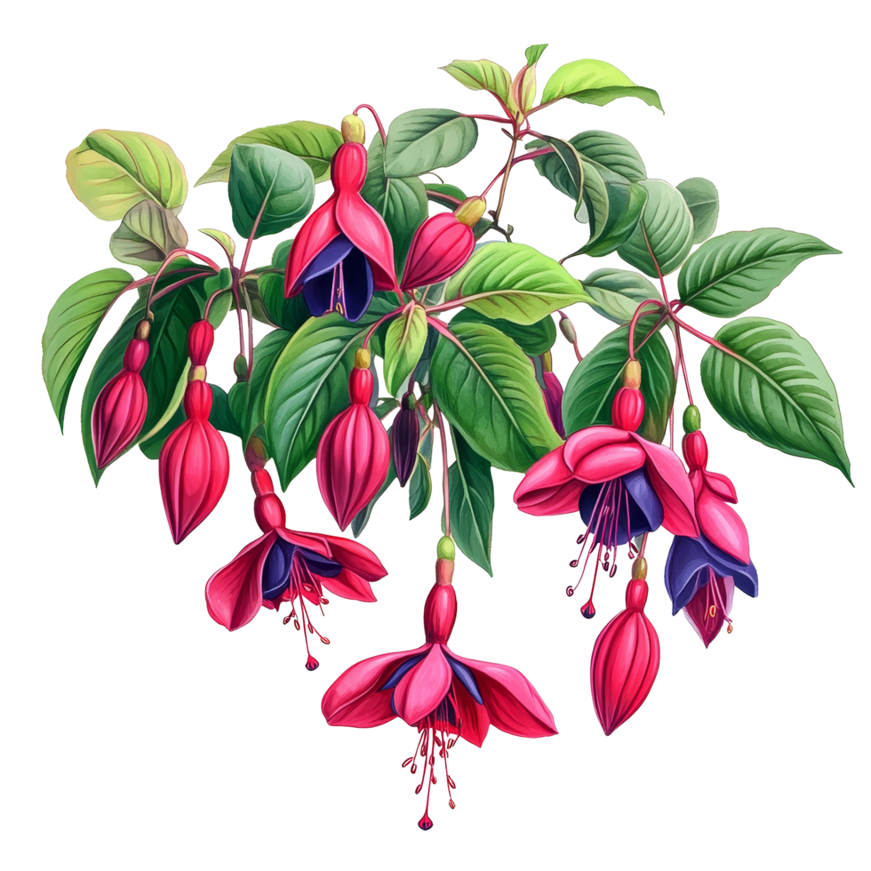 Vibrant fuchsia flower bush with green leaves against a pristine transparent background showcasing elegant beauty in nature, Fuchsia flowers bush on transparent background png
