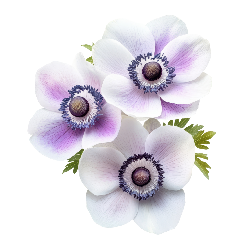 Colorful anemone flowers with delicate petals on a transparent background, anemone flowers isolated transparent background png