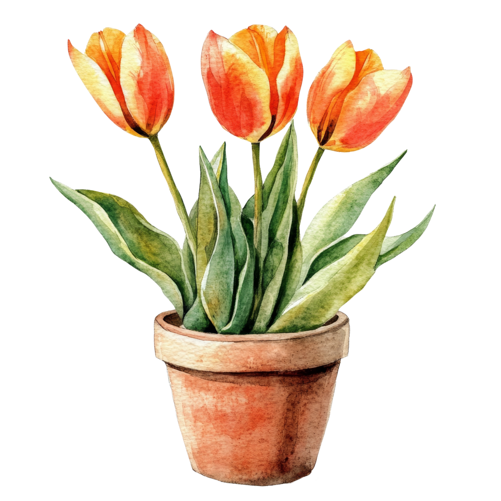 Beautiful watercolor tulips in a terracotta pot against a soft transparent background, Beautiful tulip flowers in a pot on a transparent background png