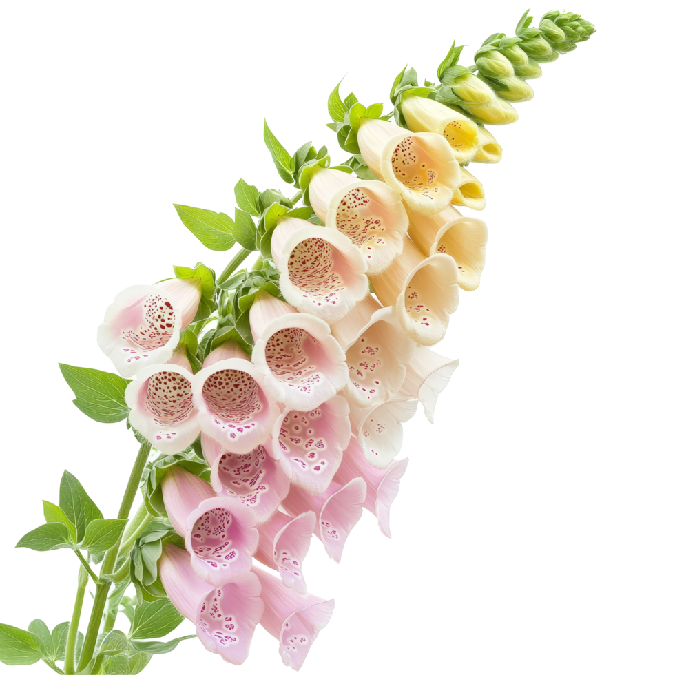 Beautiful bouquet of foxglove flowers displaying various shades isolated on a transparent background, Bouquet of foxglove flowers, isolated on transparent background png