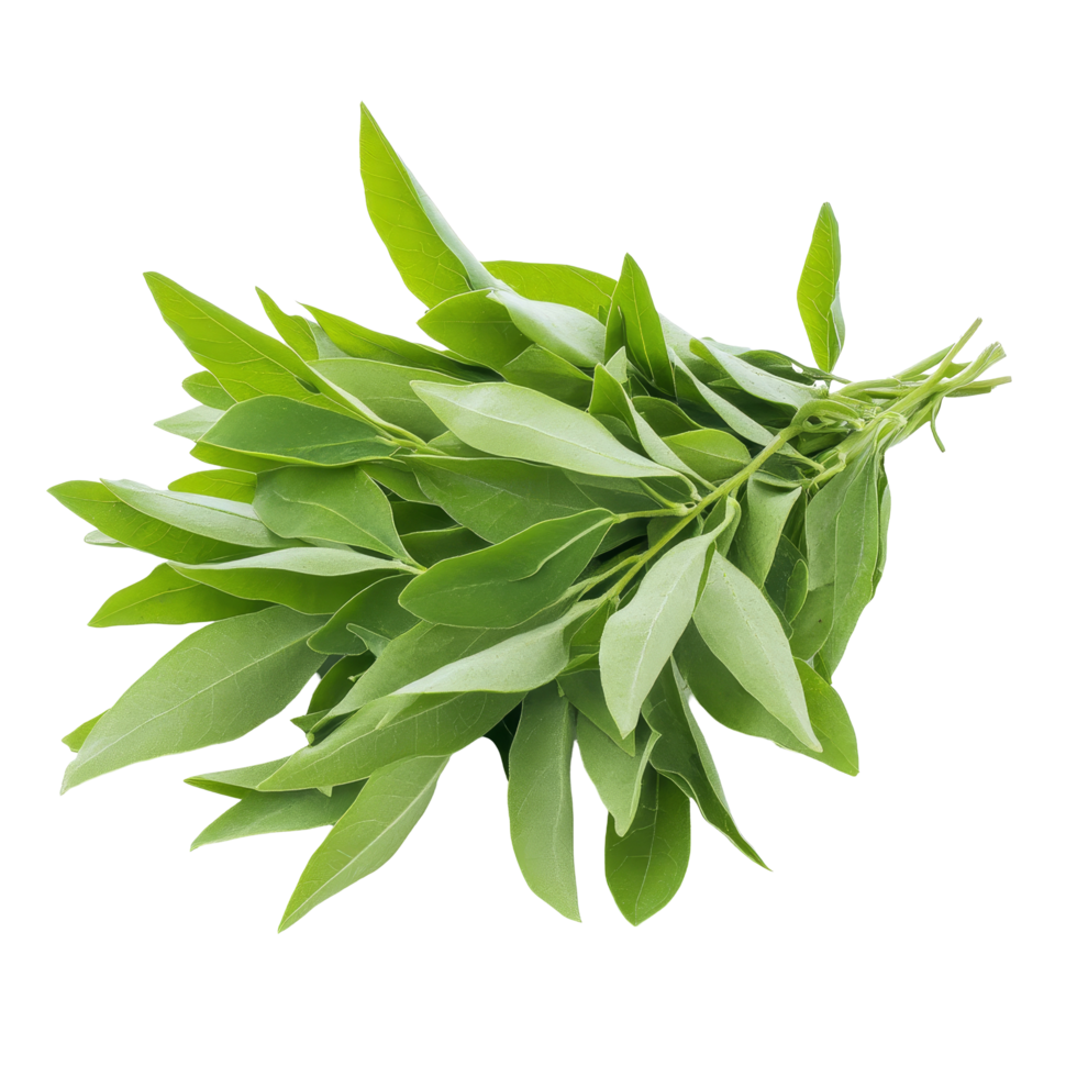 Fresh Kariyat leaves, also known as Andrographis paniculata, displayed on a transparent background, Fresh Kariyat,Andrographis paniculata leaves on transparent background png