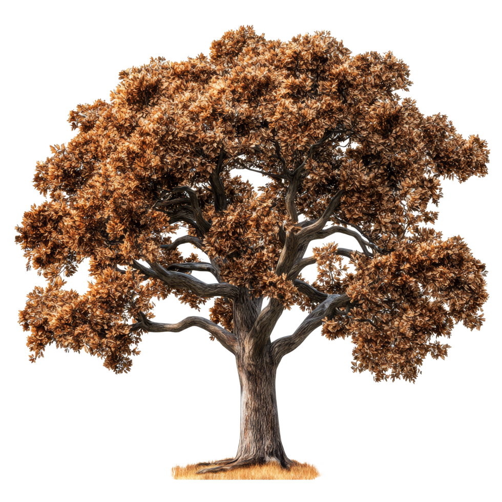 Magnificent close up of a majestic tree with rich textures set against a pristine transparent background, Tree on transparent background, real close up decorate tree in brown pod isolate die cut file png