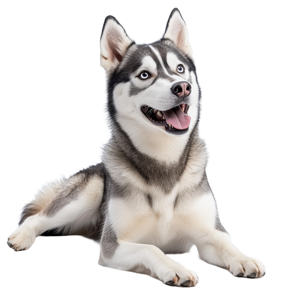 Siberian Husky resting on a transparent background, showcasing its striking blue eyes and playful personality, Siberian Husky on transparent background png