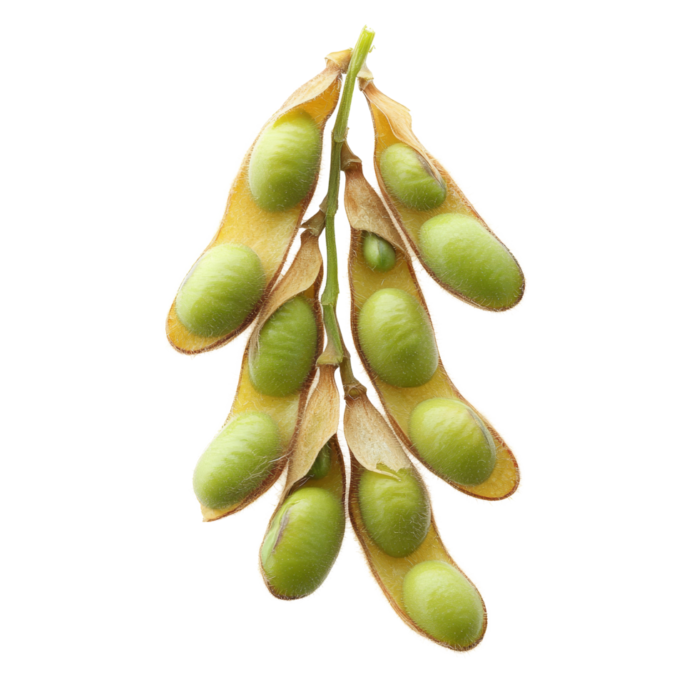 Isolated soybean pods showcasing green seeds against a smooth background from a unique perspective, Different angle of individual soybean isolated png