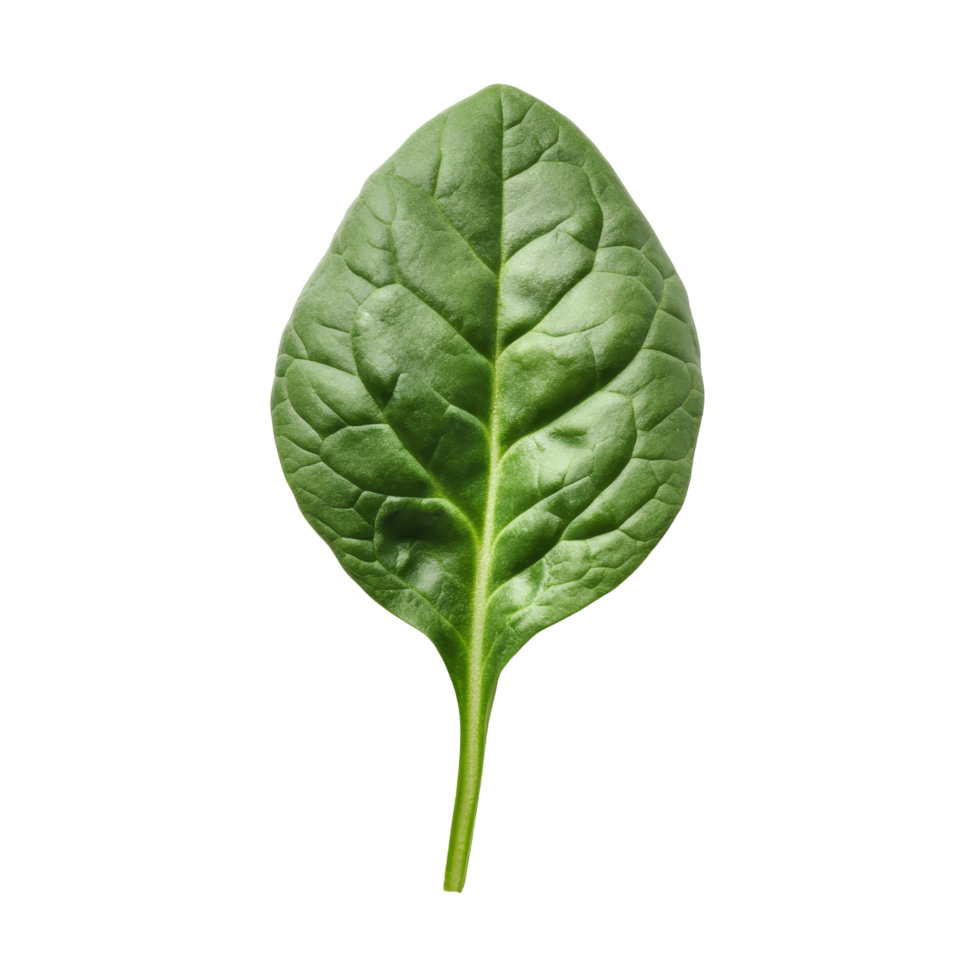 Fresh spinach leaf on a clean transparent background displaying vibrant green color and detailed leaf texture, red spinach on transparent background png