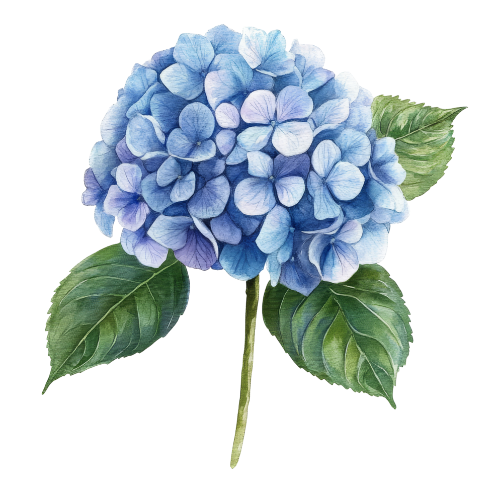 Beautiful watercolor hydrangea flower with delicate blue petals on a clean transparent background, hydrangea flowers isolated on transparent background png
