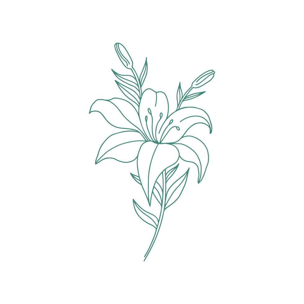 Lily Flower Outline Drawn Simple Flowers vector