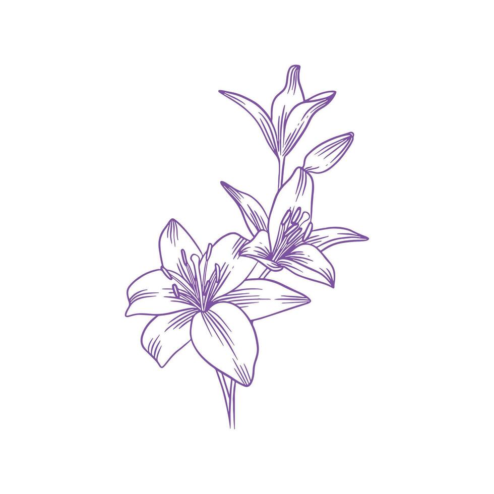 Lily Flower Outline Drawn Simple Flower vector