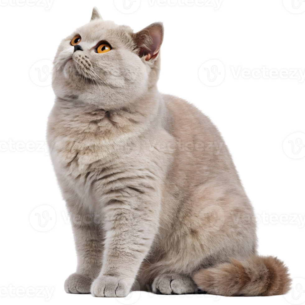 Grey cat with striking orange eyes sitting gracefully and looking upwards in a bright environment png