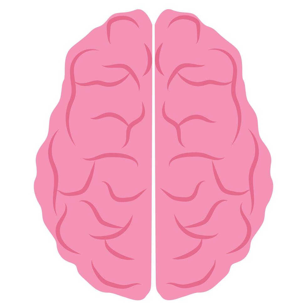 illustration of human brain on a white background. vector