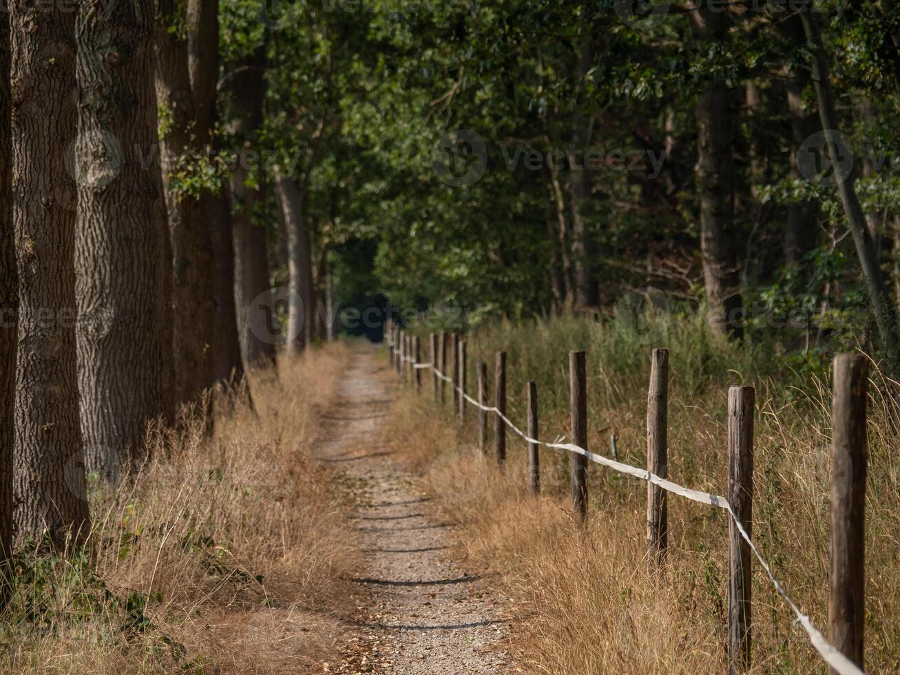 A path that is lined with trees and a fence photo