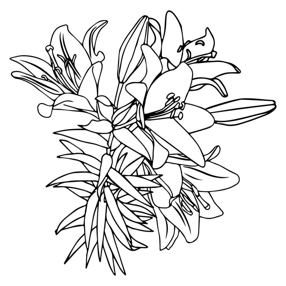 Bouquet of lilies in doodle style. vector