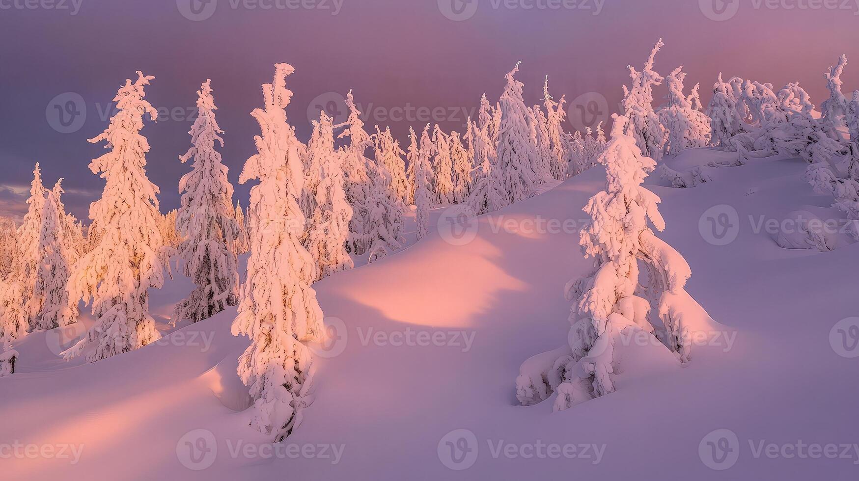 Snow-covered fir trees on a mountain slope at sunset. photo
