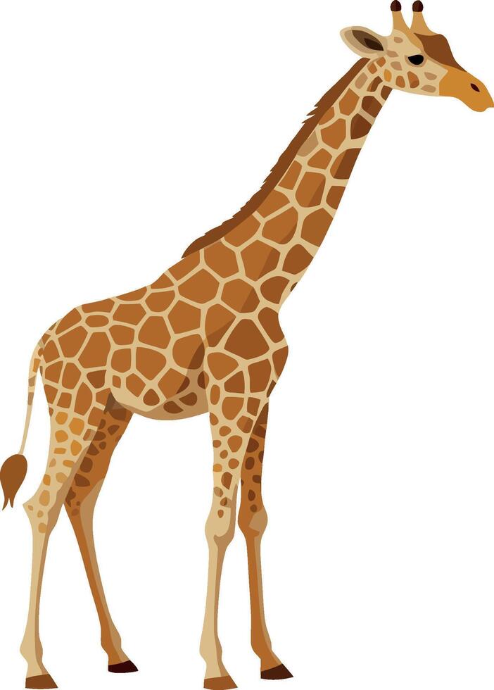 Side view of giraffe standing on white background vector