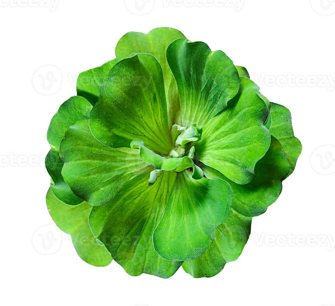 green water hyacinth flower on transparent background, a image shows a water hyacinth plant with lush for making it perfect for botanical studies or environmental projects, png