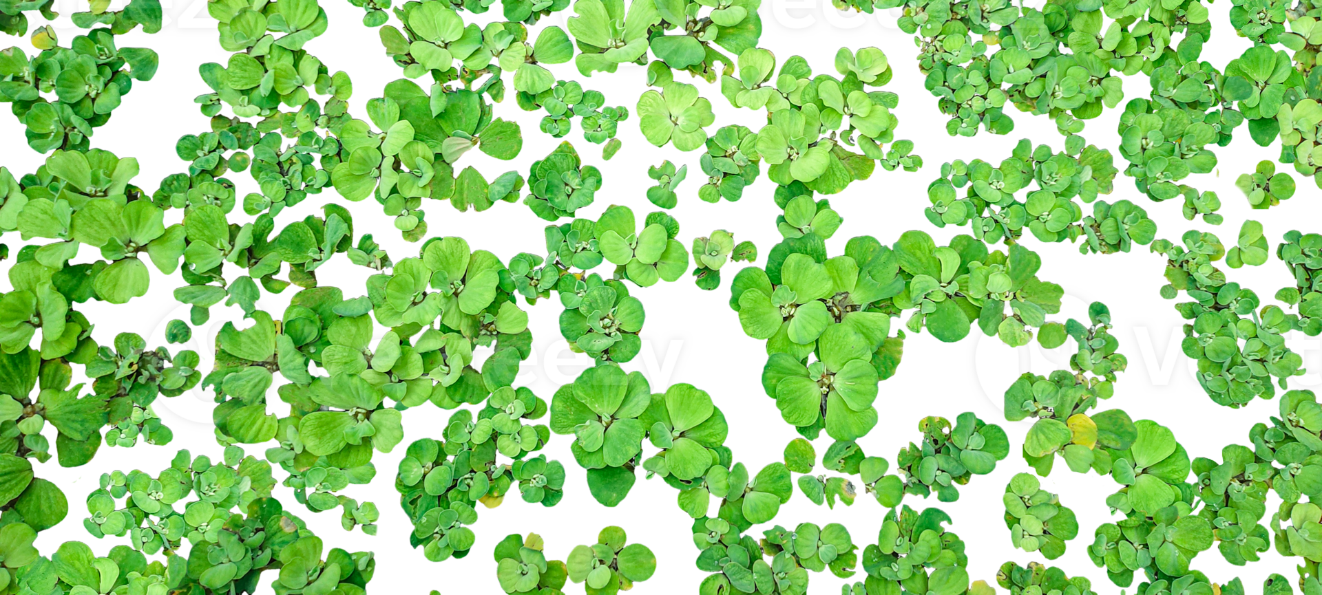 a set of green water hyacinth plant image pattern on a transparent background, A Detailed Study of Water Hyacinth Leaf Arrangements and Growth Patterns on a Background png