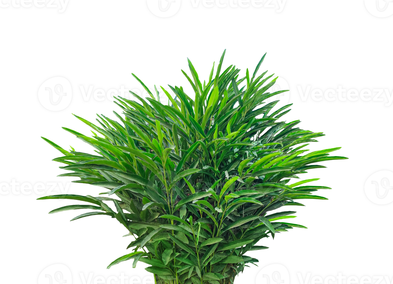 A bush of cardamom plants frame on a transparent background, a plant in a pot on a transparent background, Lush Green Foliage of a Vibrant Tropical Plant with Elongated Leaves png