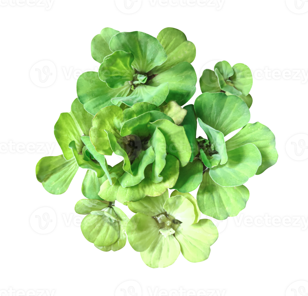 A green water hyacinth flower on transparent background, Vibrant Green Water Hyacinth Plant, a image shows a water hyacinth plant with lush for making it perfect for botanical studies png