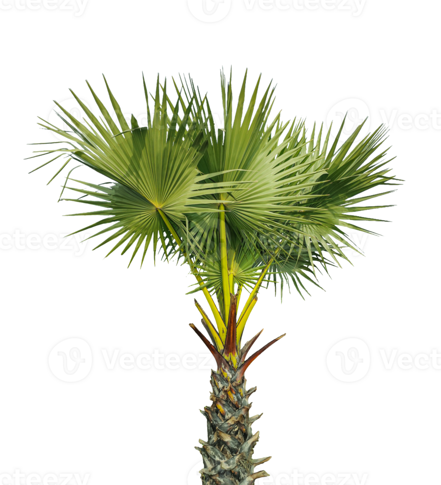 palm tree on a background, A Fan Palm Tree with Green leaf on Against a transparent Background, palm tree on transparent background, A palmyra tree on a background, png