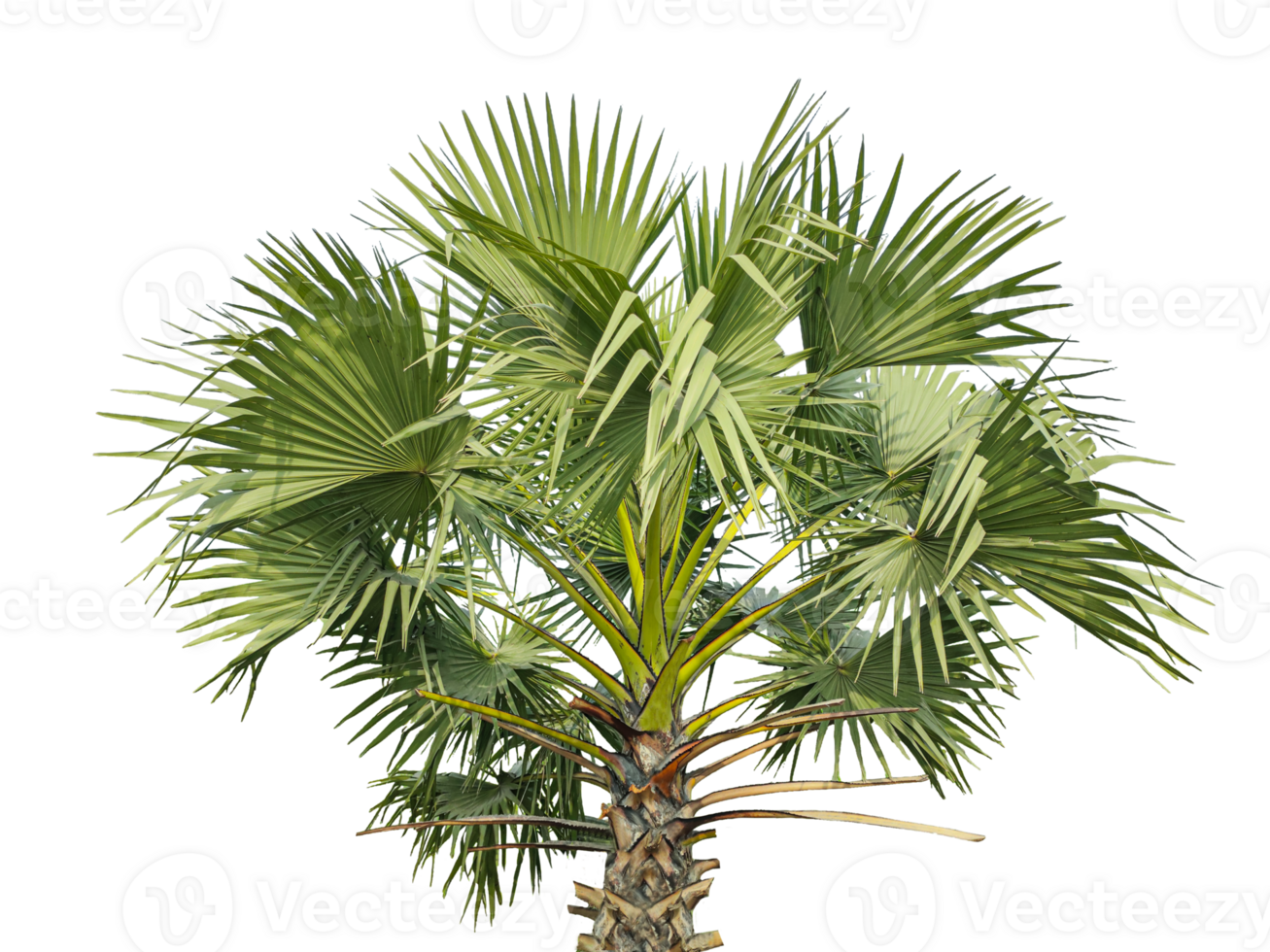A Fan Palm Tree with Green leaf on Against a transparent Background, palm tree on transparent background, A palmyra tree on a background, png