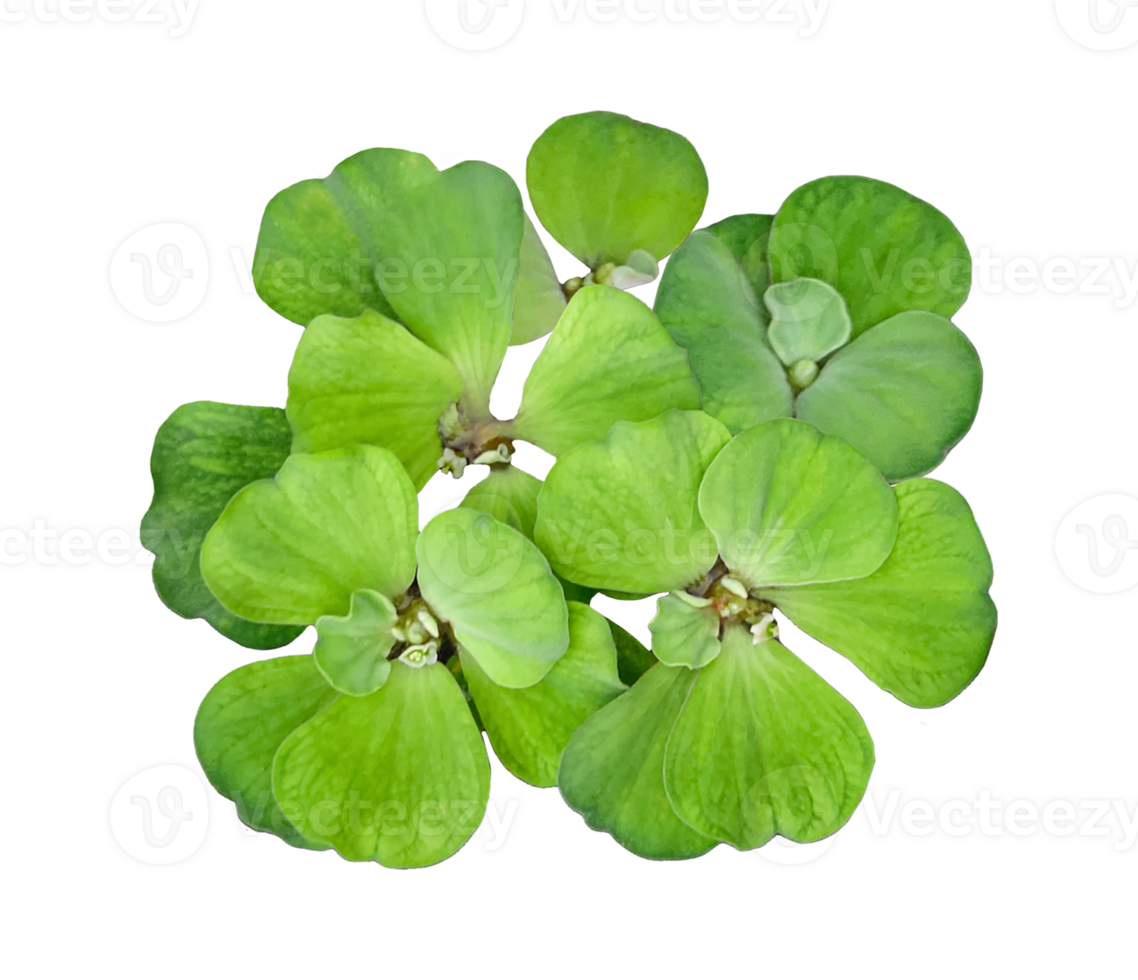Close up photo of green water hyacinth flower on transparent background, Vibrant Green Water Hyacinth Plant, a image shows a water hyacinth plant with lush for making it perfect for botanical studies png