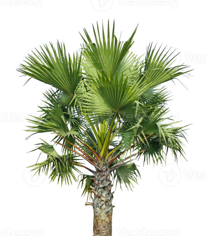 palm tree on transparent background, A Fan Palm Tree with Green leaf on Against a transparent Background, palm tree on transparent background, A palmyra tree on a background, png