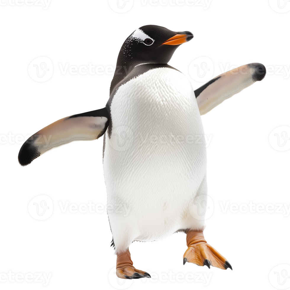 Adorable Penguin Showing Flippers in a Cold Climate Environment png