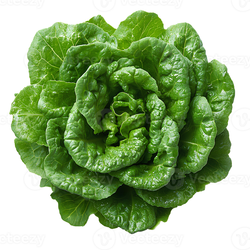 lettuce . green lettuce top view isolated. leafy green lettuce vegetable flat lay isolated. lettuce vegetable full of vitamins. organic lettuce isolated png