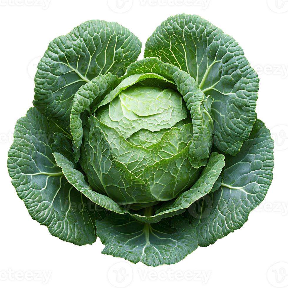 green cabbage vegetable with crisp leaves, isolated on a plain background. Its fresh texture and natural color make it ideal for healthy food designs, organic recipes, and promoting nutritious eating png