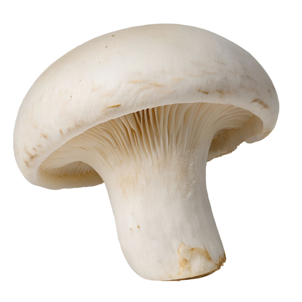White forest mushroom isolated on the transparent background png
