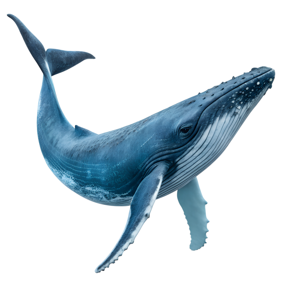 Blue whale isolated on the transparent background. Marine creature png