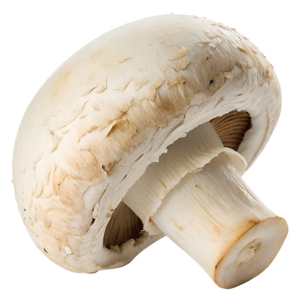 Champignon forest mushroom isolated on the transparent background png