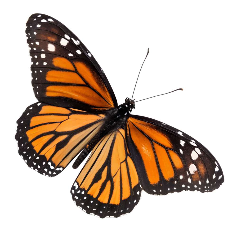 Viceroy butterfly isolated on the transparent background png