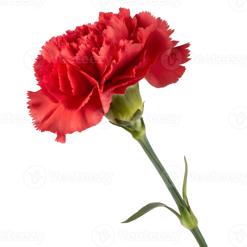 Beautiful blooming red carnation flower isolated on the transparent background png