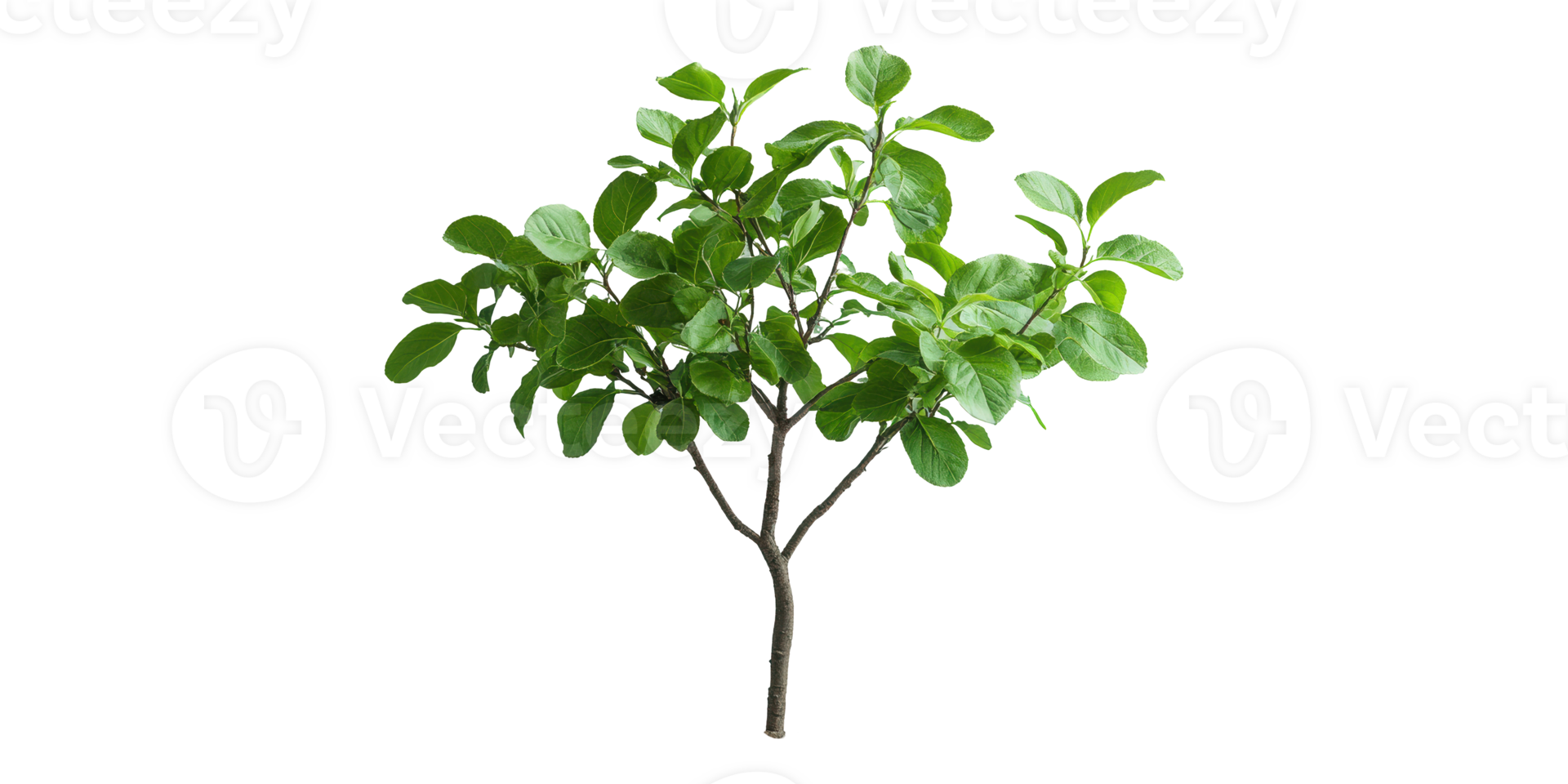 Small green leafy tree isolated on transparent background png